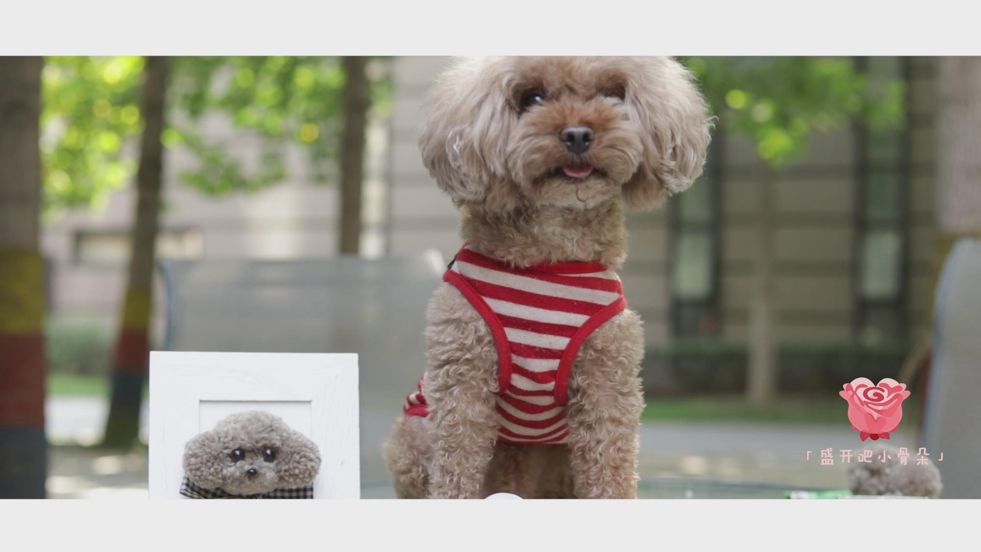 盛开吧小骨朵 ：自己设计一只小泰迪